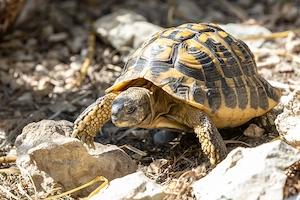 Griechische Landschildkröte männlich 2008 - THH