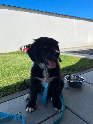 Golden Aussie Welpe mit Papieren (Golden Retriever X Australian Shepherd)