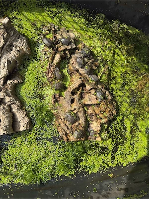 Abgabe Teichschildkröten aus legaler Zucht