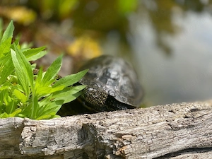 Abgabe Teichschildkröten aus legaler Zucht Bild 2