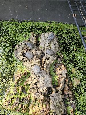 Abgabe Teichschildkröten aus legaler Zucht Bild 3
