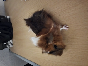 2 Meerschweinchen  weiblich