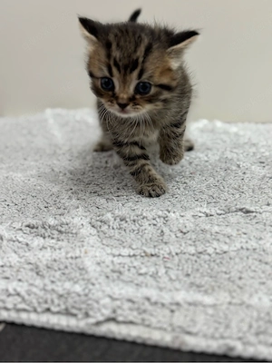BKH Kitten
