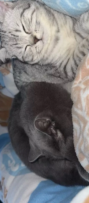 BKH Kitten Bild 3