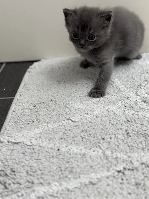 BKH Kitten Bild 2