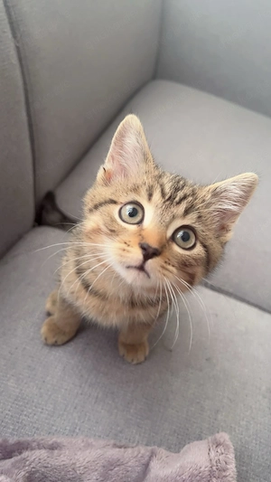 Wunderschöner Britisch-Kurzhaar-Mix Simba 12 Wochen alt sucht ein liebevolles Zuhause