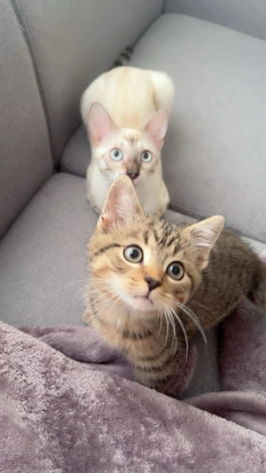  Liebevolle Abgabe von Nala & Simba 