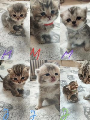 BKH Kitten in Chocolate   3 Jungs & 3 Mädchen