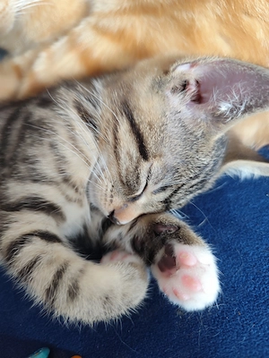 Kater abzugeben 5 Monate Alt 