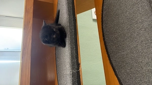 Reinrassige bkh babykitten zu verlaufen 