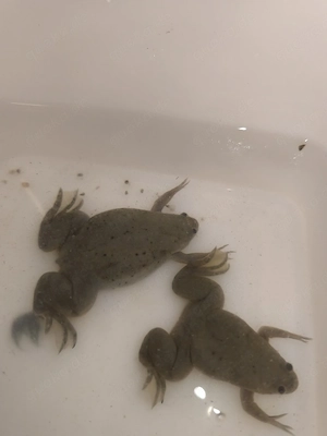 Krallenfrosch mülleri