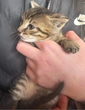 Katzenbabys Kitten Kätzchen in liebevolle Hände abzugeben Bild 2