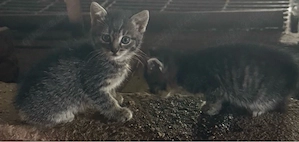 Katzenbabys Kitten Kätzchen in liebevolle Hände abzugeben Bild 3