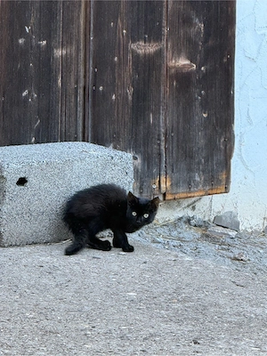 Katzenbabys Kitten Kätzchen in liebevolle Hände abzugeben Bild 5