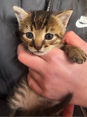 Katzenbabys Kitten Kätzchen in liebevolle Hände abzugeben