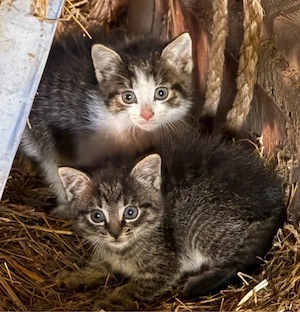 Katzenbabys Kitten Kätzchen in liebevolle Hände abzugeben Bild 4