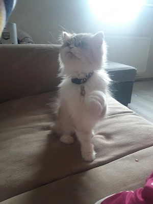 Kitty zu verkaufen