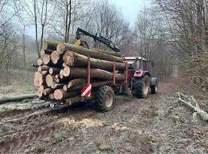 Brennholz 