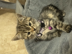 Kitten Bengale-BKH Mix