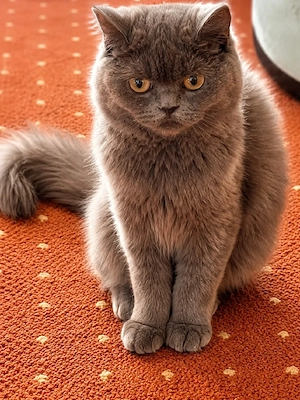  Britisch Langhaar Katze 
