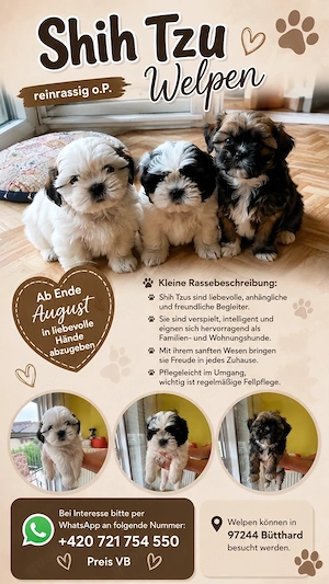 Shih Tzu Welpen