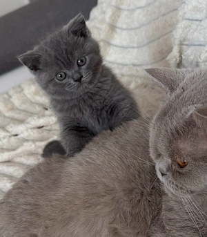 BkH kitten 