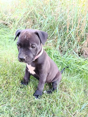 American Bulldog Mischling 