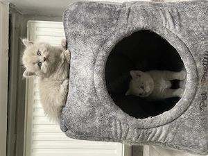 Baby kitten  Bild 5