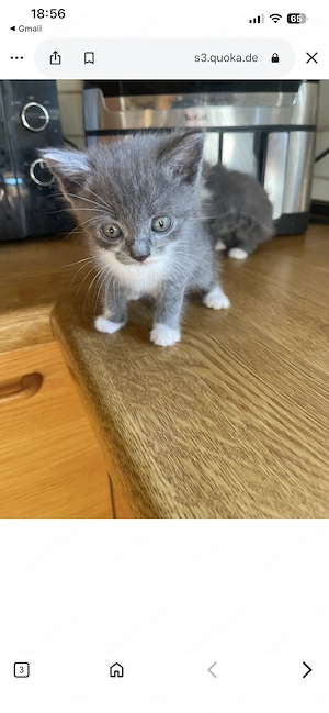 BHK Katzen 