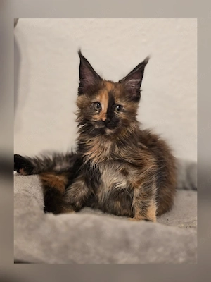 Maine Coon