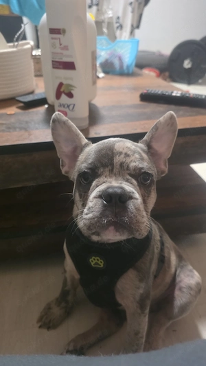 französische bulldogge 
