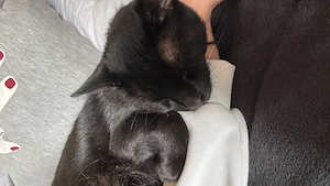Kater bagehra such ein neues Zuhause 