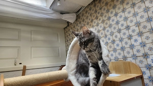 =^. .^=Traumhaft schönes, extrem menschenbezogenes Maine Coon kitten mit Stammbaum aus seriöser Zuch Bild 4
