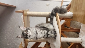 =^. .^=Traumhaft schönes, extrem menschenbezogenes Maine Coon kitten mit Stammbaum aus seriöser Zuch Bild 5