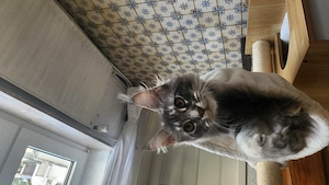 =^. .^=Traumhaft schönes, extrem menschenbezogenes Maine Coon kitten mit Stammbaum aus seriöser Zuch