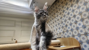 =^. .^=Traumhaft schönes, extrem menschenbezogenes Maine Coon kitten mit Stammbaum aus seriöser Zuch Bild 3