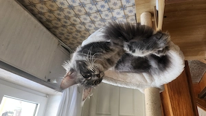 =^. .^=Traumhaft schönes, extrem menschenbezogenes Maine Coon kitten mit Stammbaum aus seriöser Zuch Bild 2