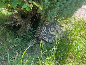 Pantherschildkröten