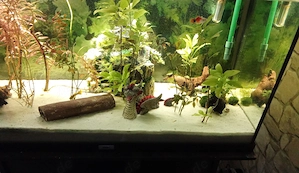 Aquarium 120 Liter zu verschenken  Bild 3