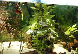 Aquarium 120 Liter zu verschenken  Bild 4