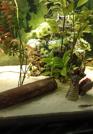 Aquarium 120 Liter zu verschenken 