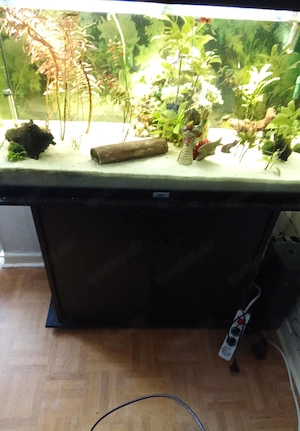 Aquarium 120 Liter zu verschenken  Bild 2