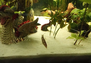 Aquarium 120 Liter zu verschenken  Bild 5