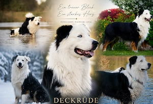 Australian Shepherd Black Tri Erfahrener Deckrüde (Kein Verkauf)