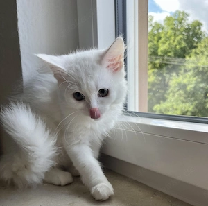 Wunderschönes Maine-Coon-Kätzchen abzugeben 
