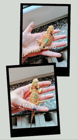 Farbbartagamen Jungtiere ab zu geben 