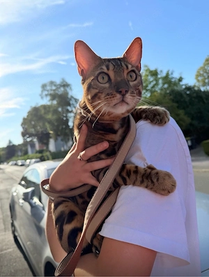 Bengal Kater 