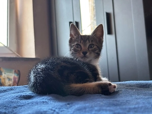 Kitten abzugeben 