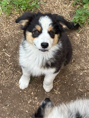 Tolle Mini Australian Shepherd Welpen AB SOFORT