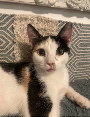Luna sucht ein neues zuhause 